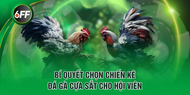 Bí quyết chọn chiến kê đá gà cựa sắt cho hội viên