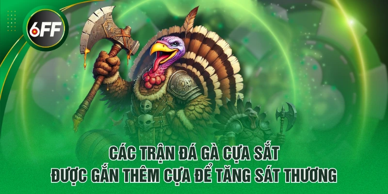 Các trận đá gà cựa sắt được gắn thêm cựa để tăng sát thương