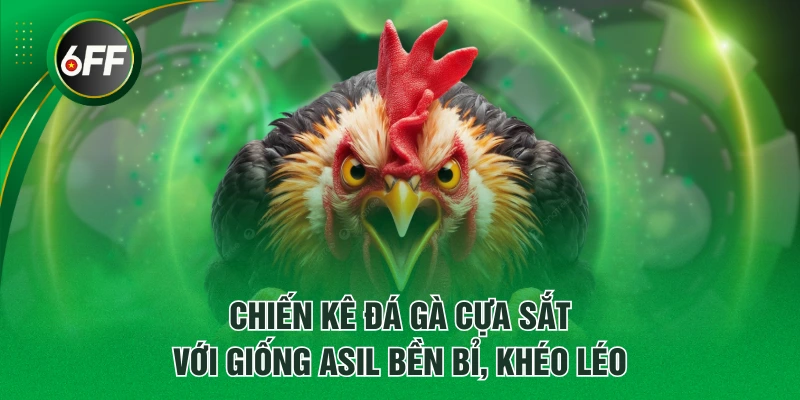 Chiến kê đá gà cựa sắt với giống Asil bền bỉ, khéo léo